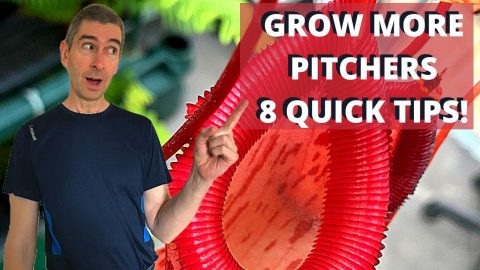8 QUICK NEPENTHES TIPS FOR GROWING MORE PITCHERS