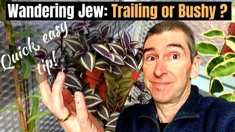 WANDERING JEW: TRAILING OR BUSHY? (Quick tip!)
